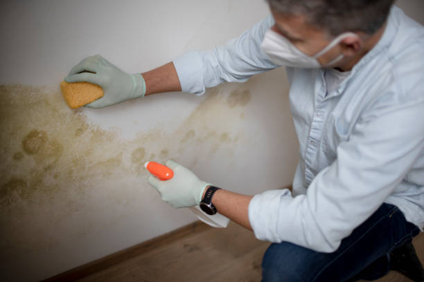 Best Asbestos and Lead Testing During Mold Inspection  in Munday, TX